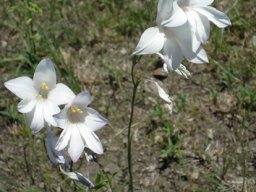 Gladiolus robertsoniae